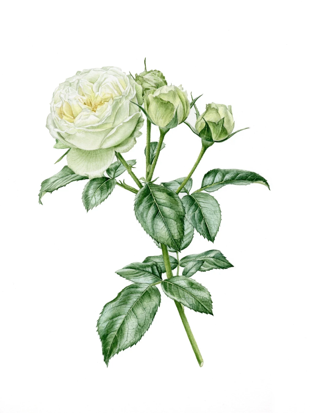 white rose painted with watercolour