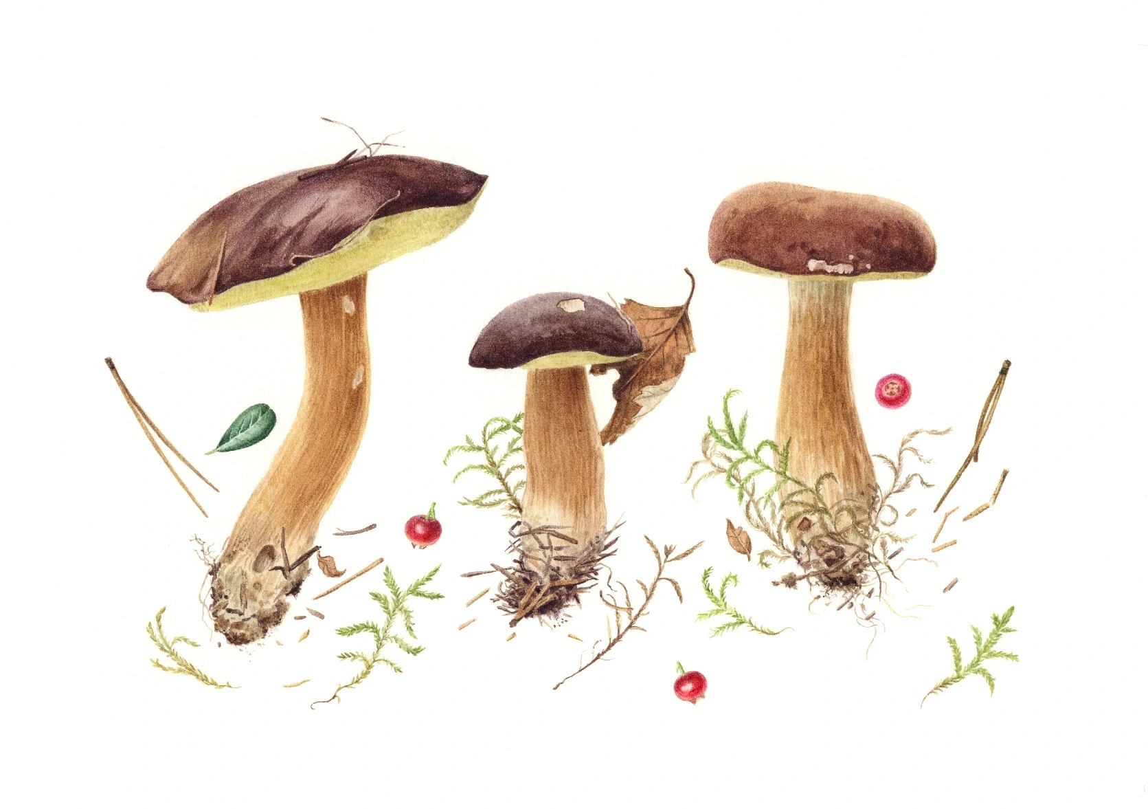 Three bay bolete mushrooms surrounded by pieces of pine needles, leaves, moss and red lingonberries